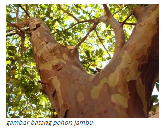 Jambu Biji (Psidium guajava) – HIMABA FKT UGM